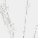 rak-maximus-classic-carrara-grey-1200x1200mm-porcelain-tiles-2-tiles-288m-